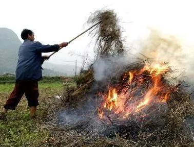 你年年都想燒的秸稈，今年可以吃票子了！