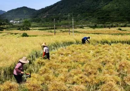 秸稈禁燒季 | 禁止一切露天焚燒秸稈行為！附縣政府禁燒通告、鎮(zhèn)政府倡議書
